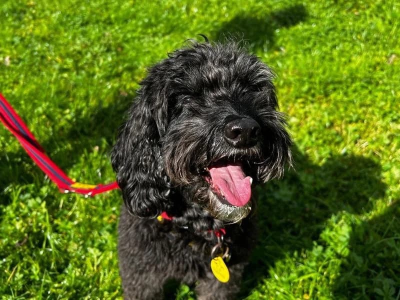 Molly, female senior Cocker Spaniel for adoption at Dogs Trust Ilfracombe, Ilfracombe