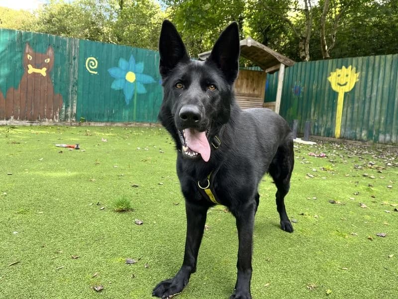 Cassie, female young mixed breed for adoption at Dogs Trust Ilfracombe, Ilfracombe