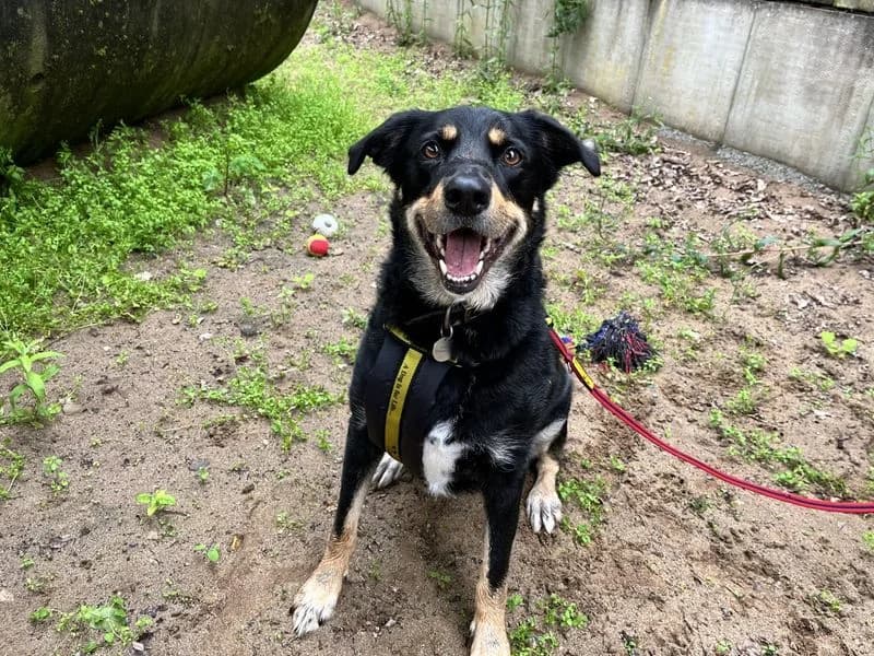 Billy, male 5yo Collie for adoption at Dogs Trust Ilfracombe, Ilfracombe