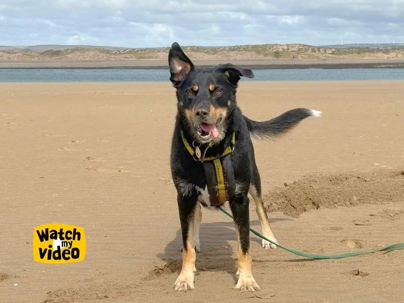 Billy, male 5yo Collie for adoption at Dogs Trust Ilfracombe, Ilfracombe