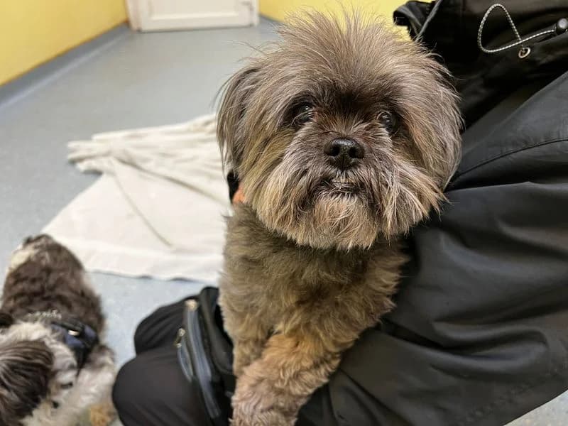 Pepper, female senior Pomeranian for adoption at Dogs Trust Ilfracombe, Ilfracombe