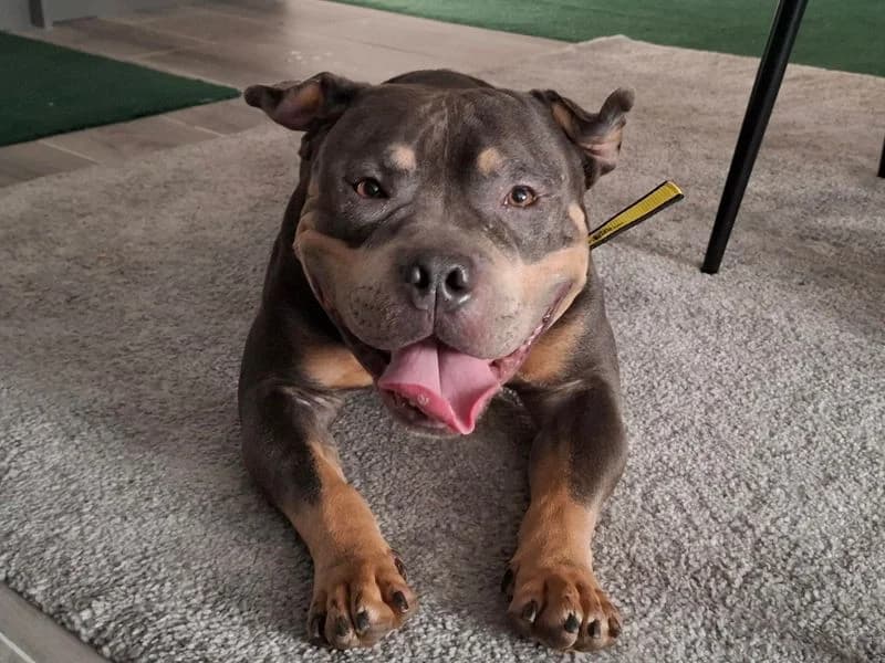 Bruno, male 3yo mixed breed for adoption at Dogs Trust Ilfracombe, Ilfracombe