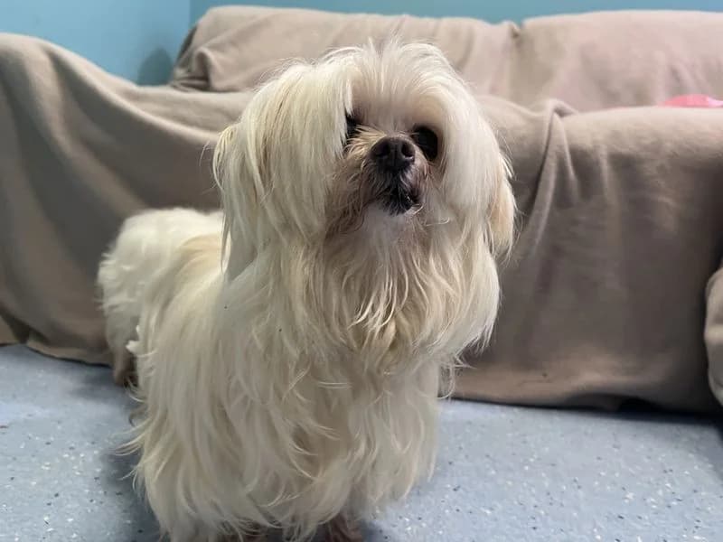 Aimee, female senior Maltese for adoption at Dogs Trust Ilfracombe, Ilfracombe