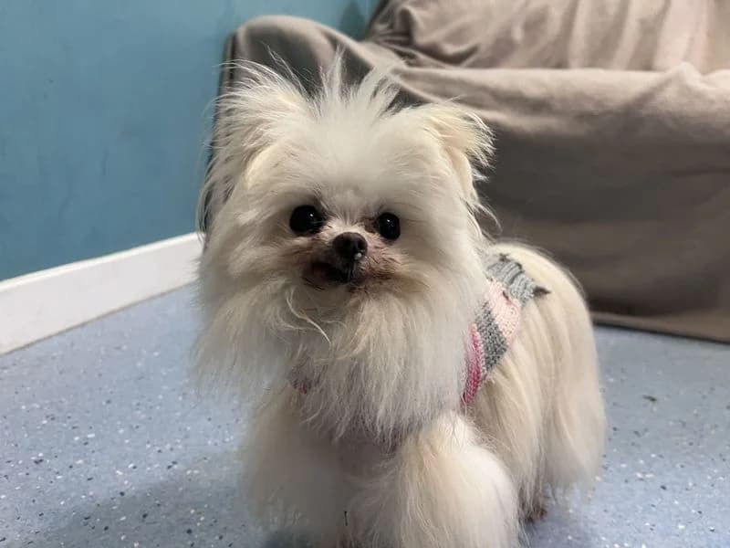 Holly, female senior Maltese for adoption at Dogs Trust Ilfracombe, Ilfracombe