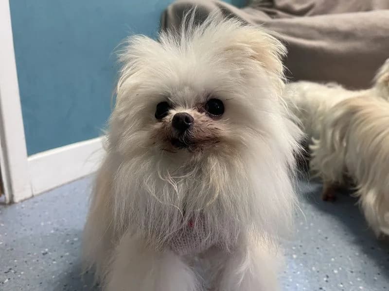 Holly, female senior Maltese for adoption at Dogs Trust Ilfracombe, Ilfracombe