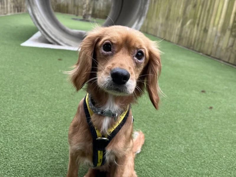 Daisy, female 4yo Cavalier King Charles Spaniel for adoption at Dogs Trust Ilfracombe, Ilfracombe