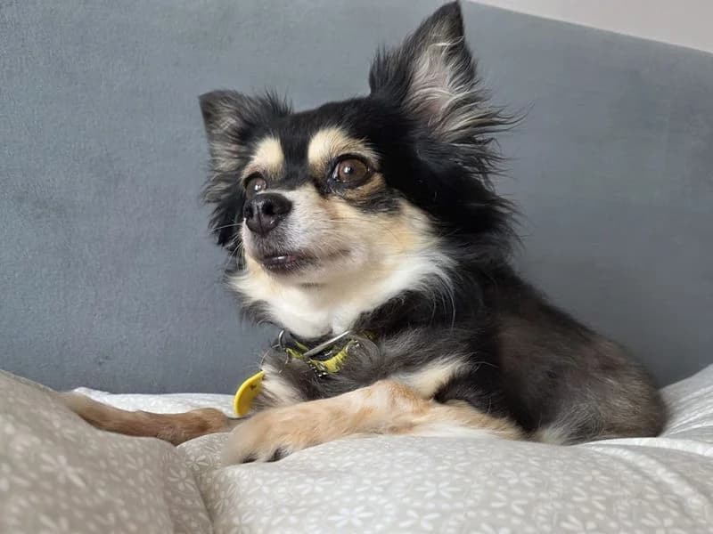 Princess, female senior Chihuahua for adoption at Dogs Trust Ilfracombe, Ilfracombe