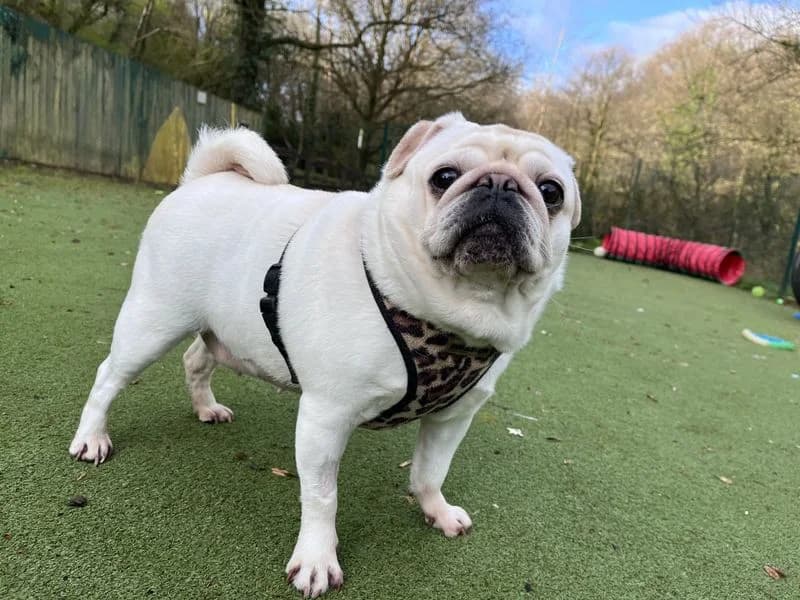 Pearl, female 6yo Pug for adoption at Dogs Trust Ilfracombe, Ilfracombe