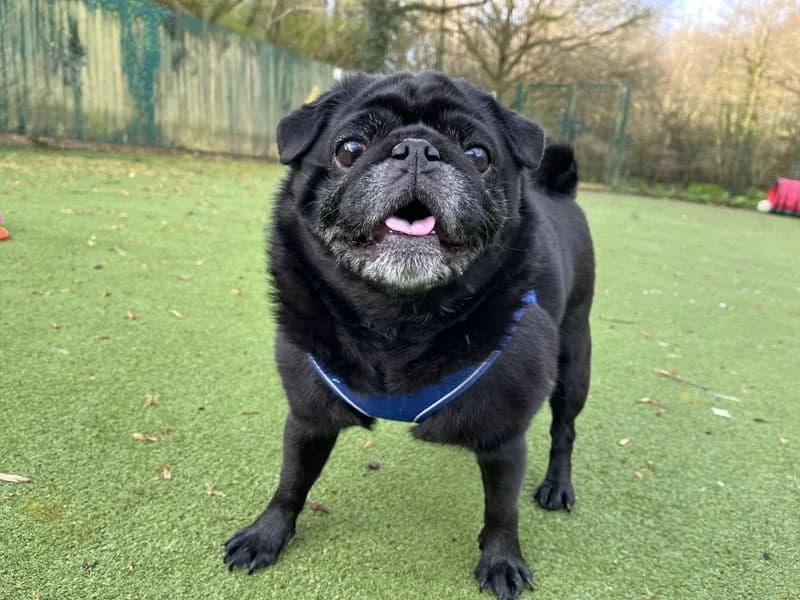 Prince, male 5yo Pug for adoption at Dogs Trust Ilfracombe, Ilfracombe