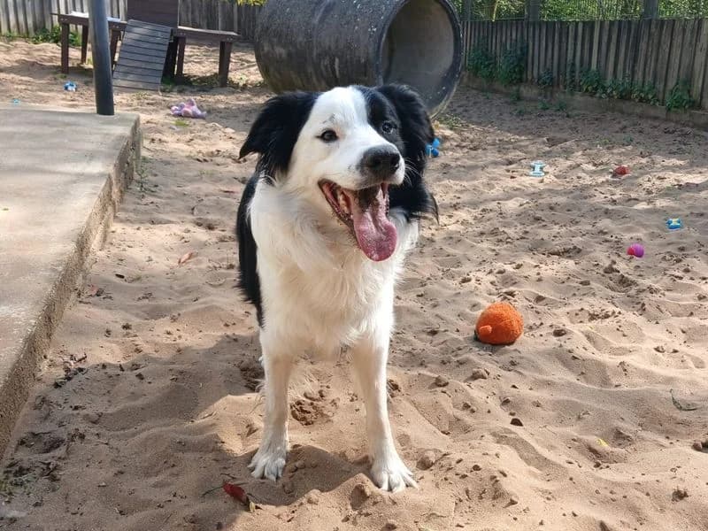 Oscar, male young Border Collie for adoption at Dogs Trust Ilfracombe, Ilfracombe
