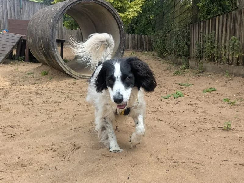 Skye, female 3yo Border Collie for adoption at Dogs Trust Ilfracombe, Ilfracombe
