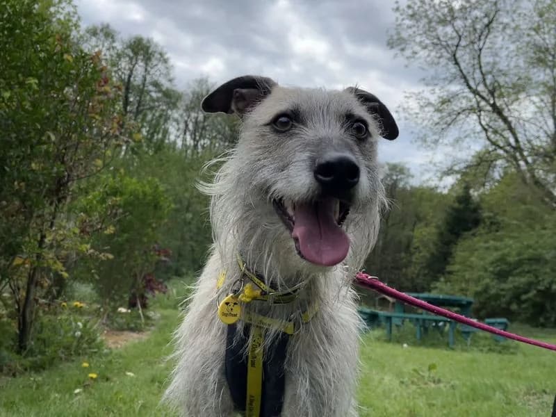 Milo, male young Lurcher for adoption at Dogs Trust Ilfracombe, Ilfracombe
