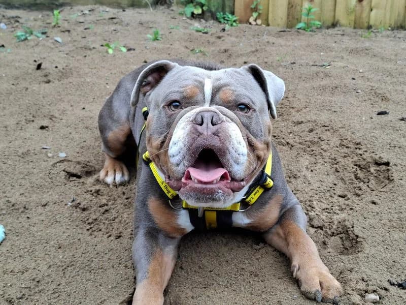 Odin, male 4yo English Bulldog for adoption at Dogs Trust Ilfracombe, Ilfracombe