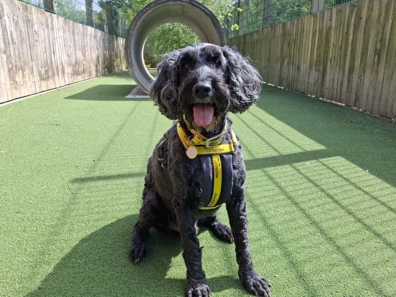 Barney, male senior Poodle for adoption at Dogs Trust Ilfracombe, Ilfracombe