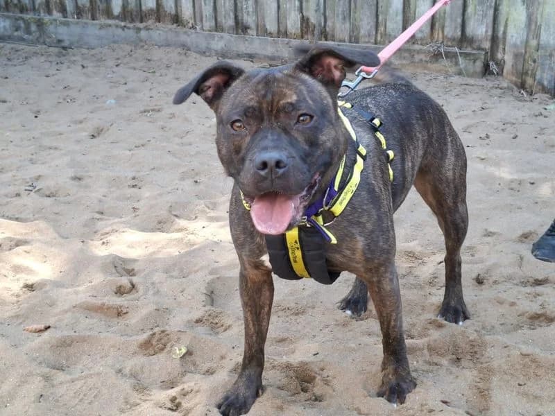 Remi, female 4yo Staffordshire Bull Terrier for adoption at Dogs Trust Ilfracombe, Ilfracombe