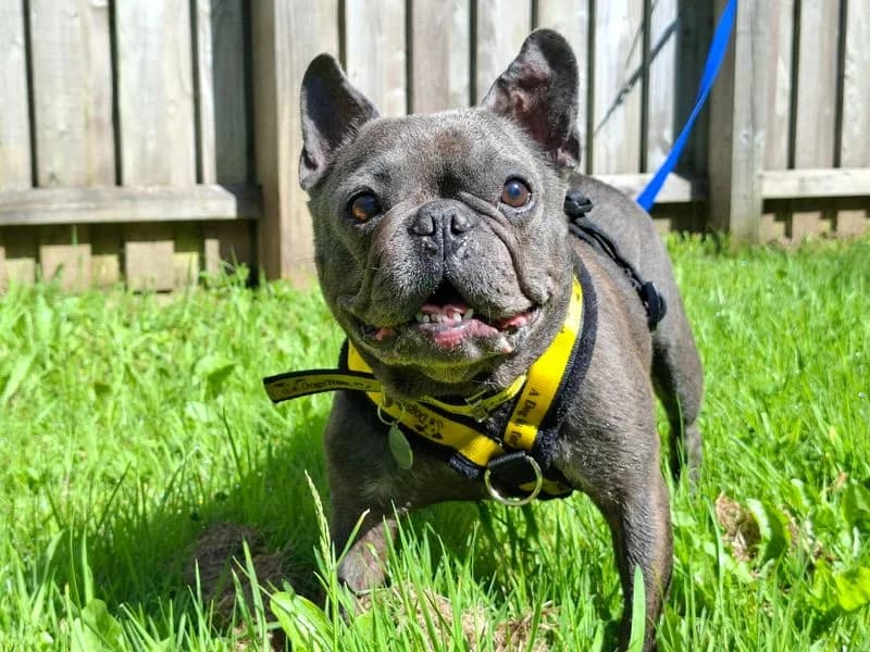 Dave, male senior English Bulldog for adoption at Dogs Trust Ilfracombe, Ilfracombe