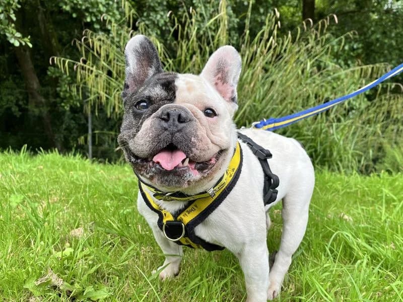 Diesel, male senior English Bulldog for adoption at Dogs Trust Ilfracombe, Ilfracombe