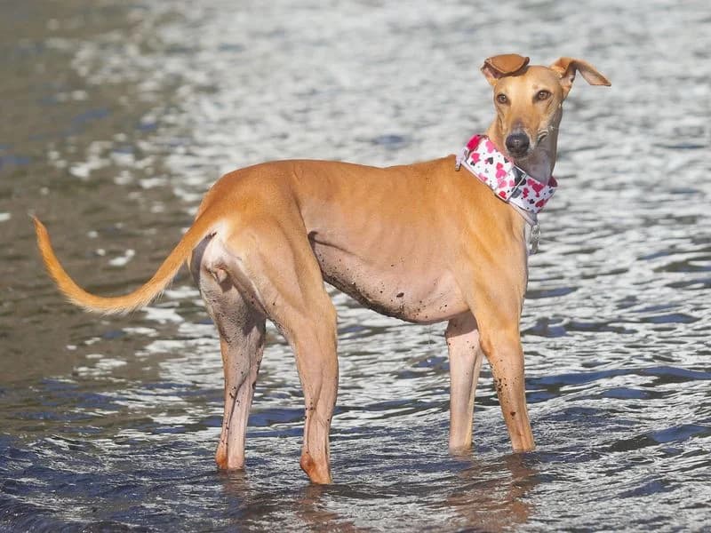 Freya, female young Greyhound for adoption at Dogs Trust Ilfracombe, Ilfracombe
