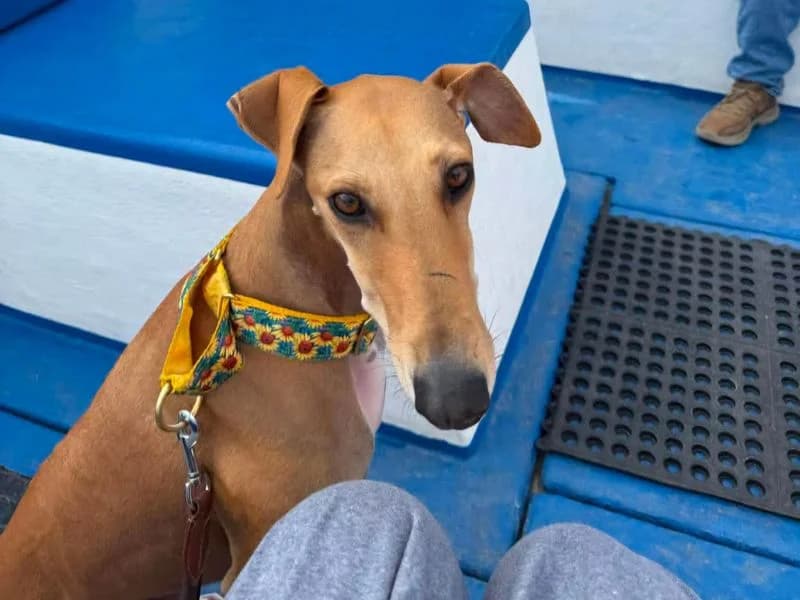 Freya, female young Greyhound for adoption at Dogs Trust Ilfracombe, Ilfracombe