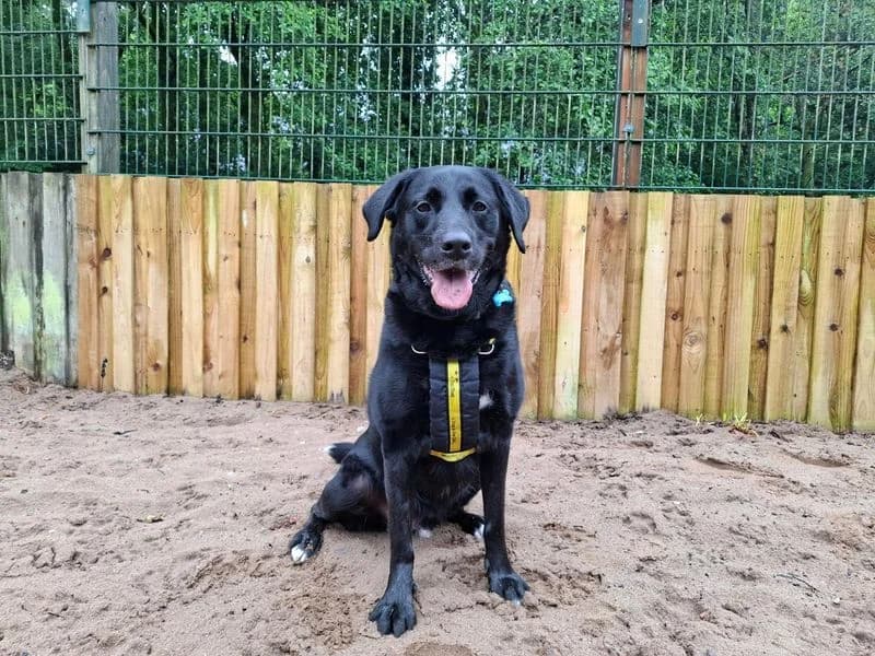 Milo, male 7yo Labrador Retriever for adoption at Dogs Trust Ilfracombe, Ilfracombe