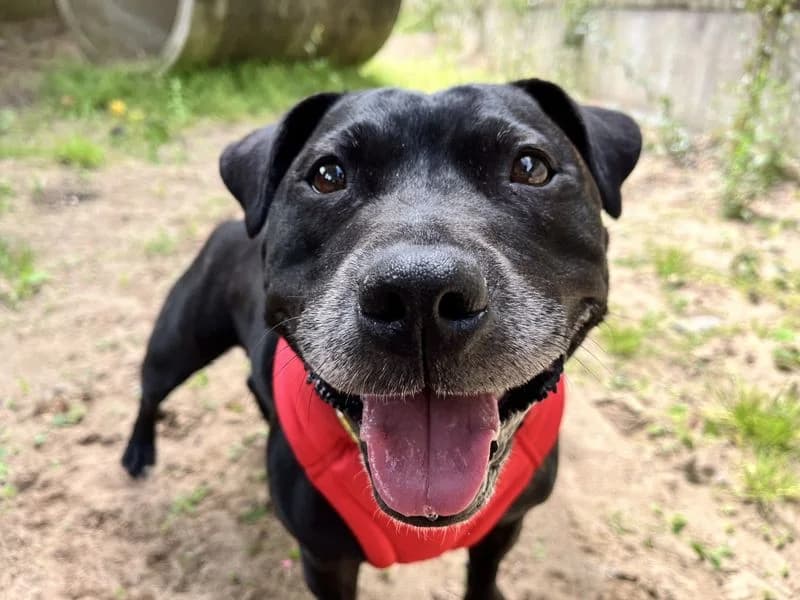 Millie, female 5yo Staffordshire Bull Terrier for adoption at Dogs Trust Ilfracombe, Ilfracombe