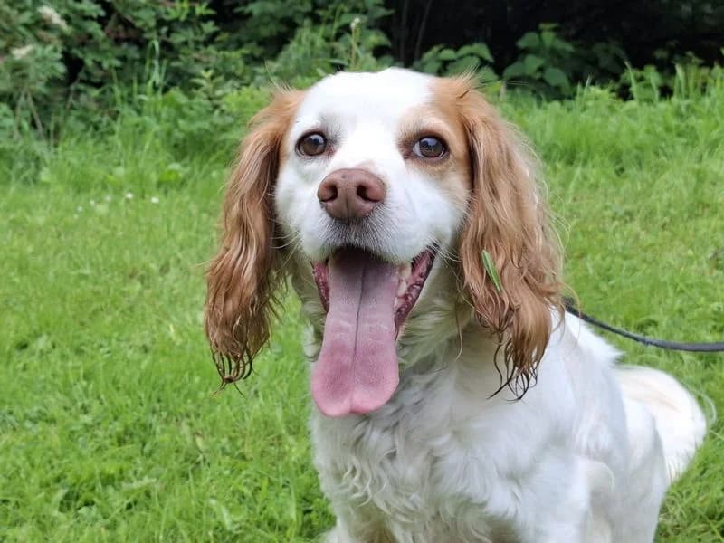 Toby, male 6yo Cocker Spaniel for adoption at Dogs Trust Ilfracombe, Ilfracombe