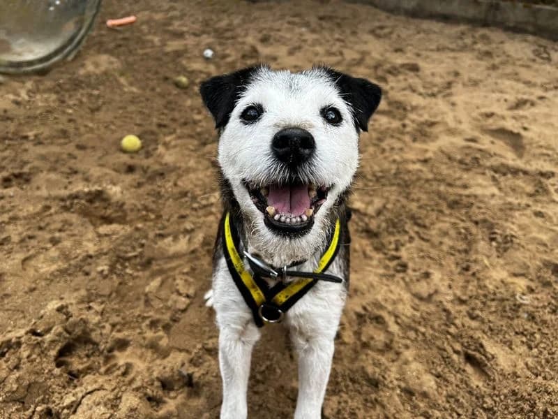 Jock, male senior Border Collie for adoption at Dogs Trust Ilfracombe, Ilfracombe
