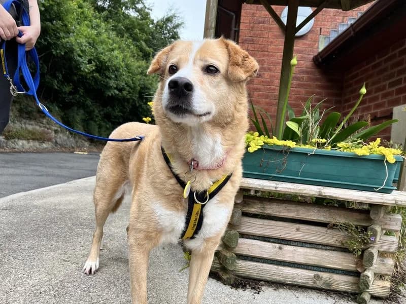 Luna, female 7yo Mixed Breed for adoption at Dogs Trust Ilfracombe, Ilfracombe
