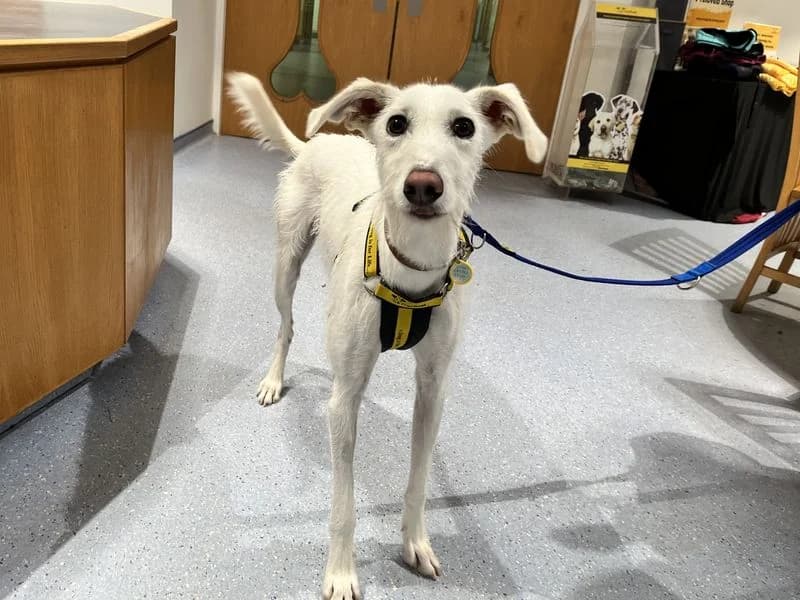 Coconut, male young Lurcher for adoption at Dogs Trust Ilfracombe, Ilfracombe