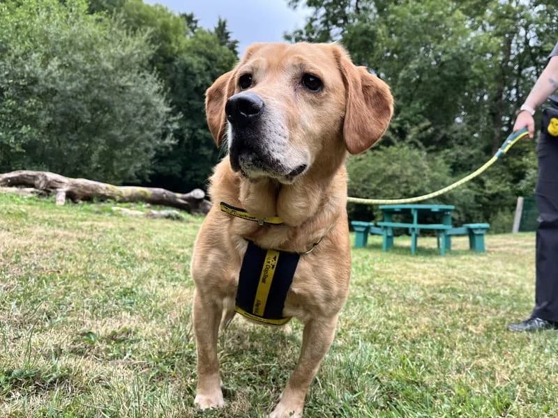 Goldie, male 6yo Labrador Retriever for adoption at Dogs Trust Ilfracombe, Ilfracombe
