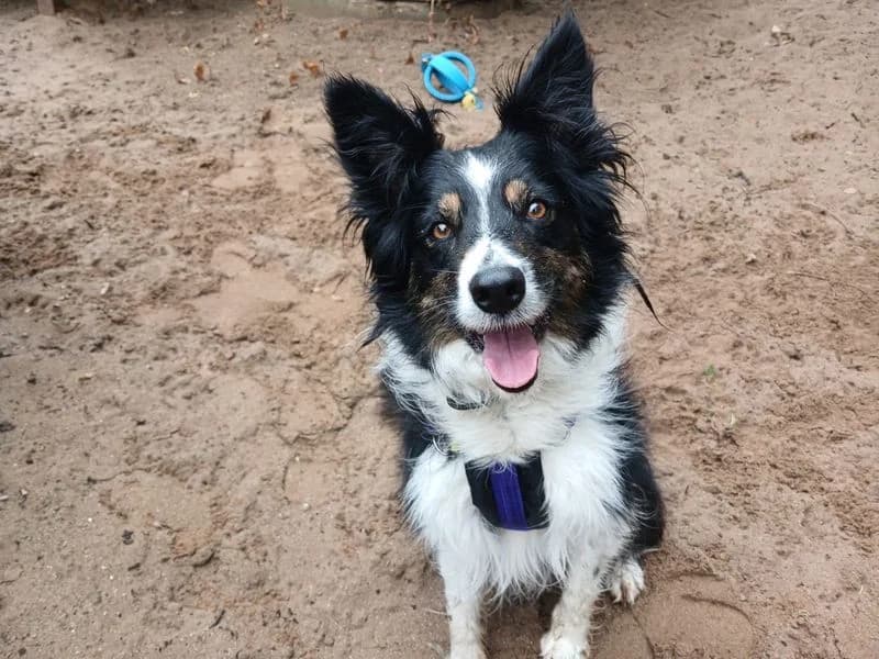 Nyx, female 7yo Border Collie for adoption at Dogs Trust Ilfracombe, Ilfracombe