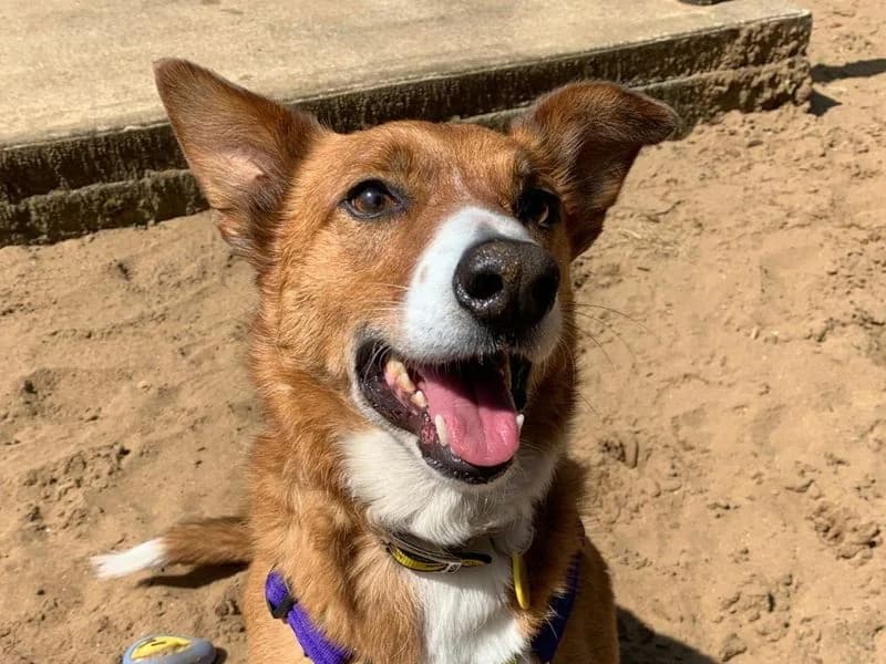 Bingo, male 5yo Collie for adoption at Dogs Trust Ilfracombe, Ilfracombe