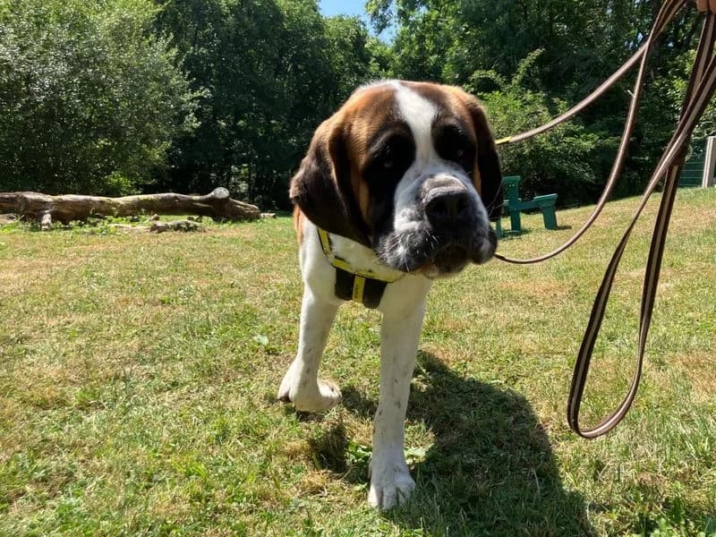 ELTON, male young Saint Bernard for adoption at Dogs Trust Ilfracombe, Ilfracombe