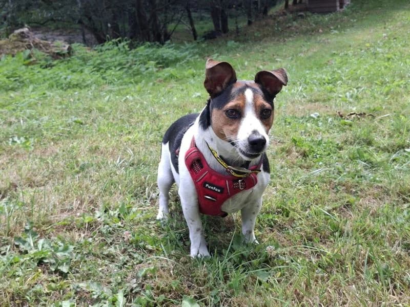 Rodney, male 5yo Jack Russell Terrier for adoption at Dogs Trust Ilfracombe, Ilfracombe