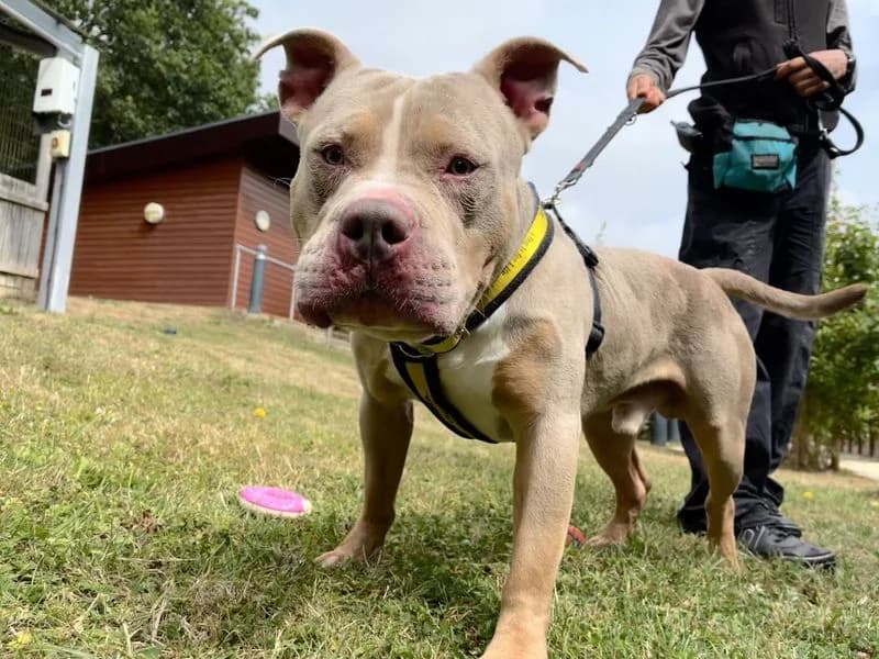 Zeus, male 3yo English Bulldog for adoption at Dogs Trust Ilfracombe, Ilfracombe