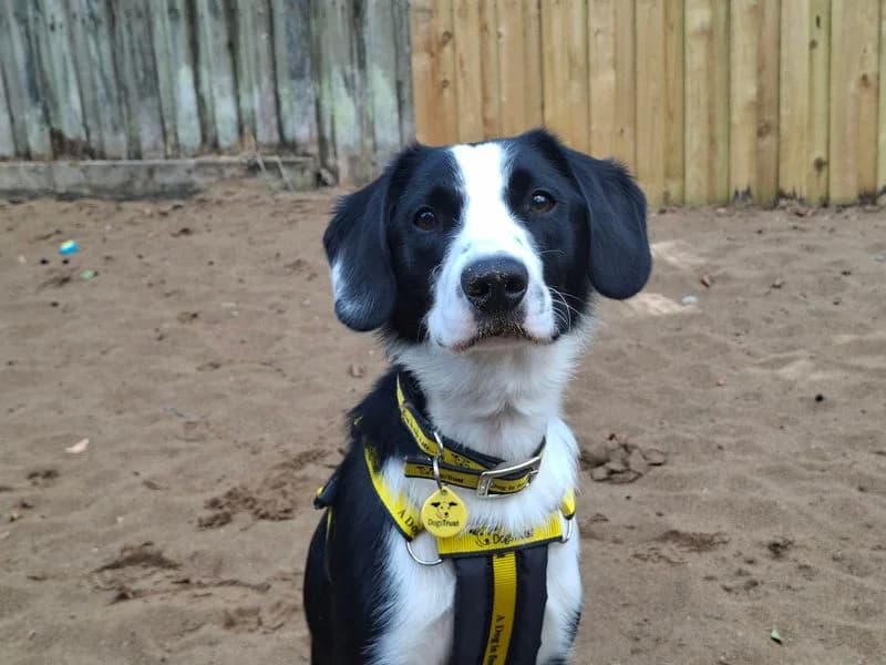 Freddie, male young Border Collie for adoption at Dogs Trust Ilfracombe, Ilfracombe