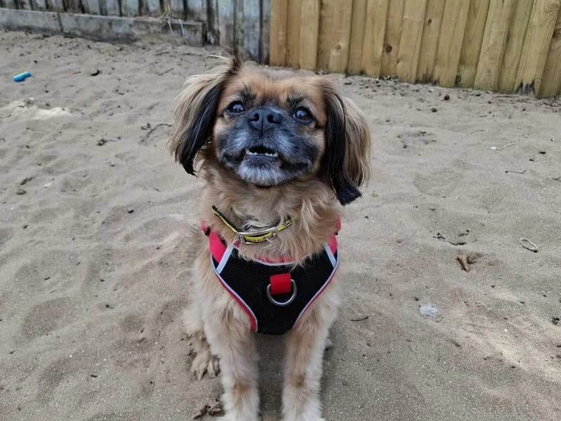 Ruby, female 7yo Cavalier King Charles Spaniel for adoption at Dogs Trust Ilfracombe, Ilfracombe