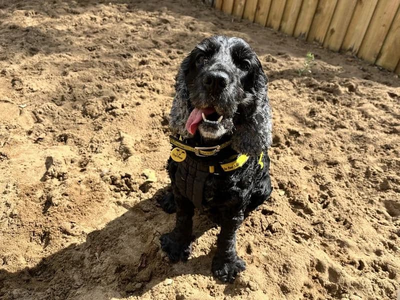 Saffie, female senior Cocker Spaniel for adoption at Dogs Trust Ilfracombe, Ilfracombe