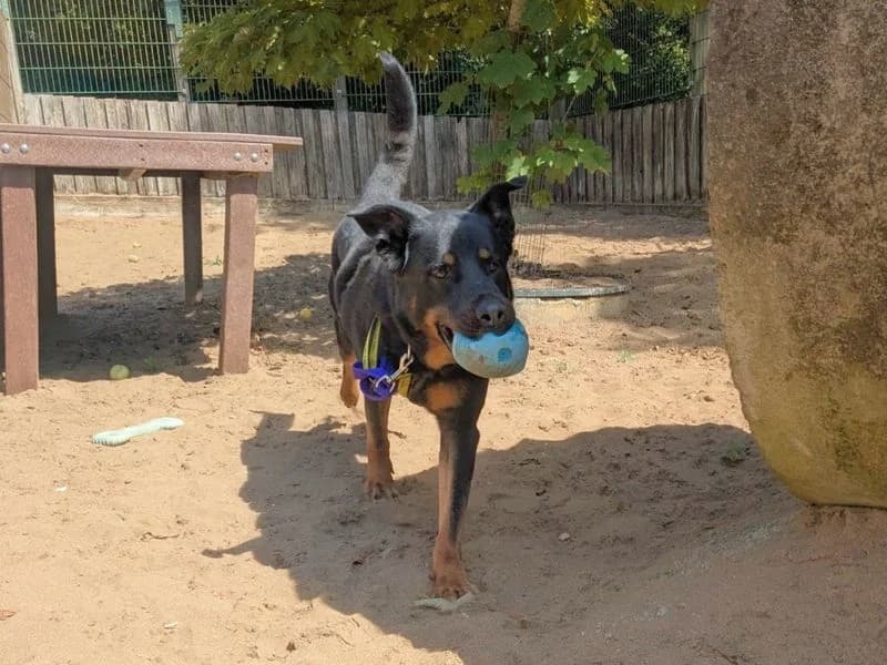 Milo, male 5yo Rottweiler for adoption at Dogs Trust Ilfracombe, Ilfracombe