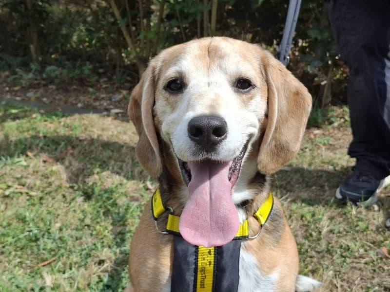 Benson, male senior Beagle for adoption at Dogs Trust Ilfracombe, Ilfracombe