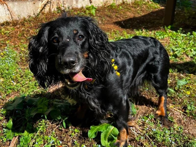 Coco, female 7yo Cocker Spaniel for adoption at Dogs Trust Ilfracombe, Ilfracombe