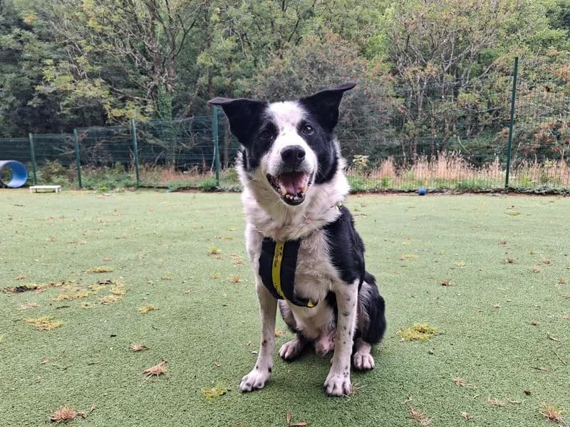 Desmond, male senior Border Collie for adoption at Dogs Trust Ilfracombe, Ilfracombe