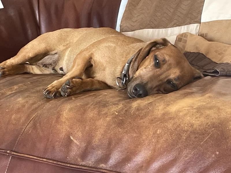 Flo, female senior mixed breed for adoption at Dogs Trust Ilfracombe, Ilfracombe
