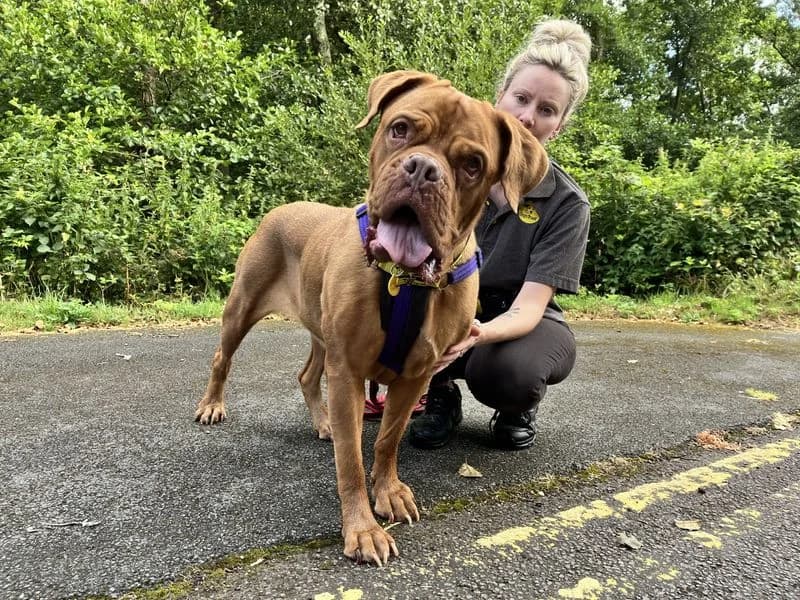 Poppy, female 6yo mixed breed for adoption at Dogs Trust Ilfracombe, Ilfracombe