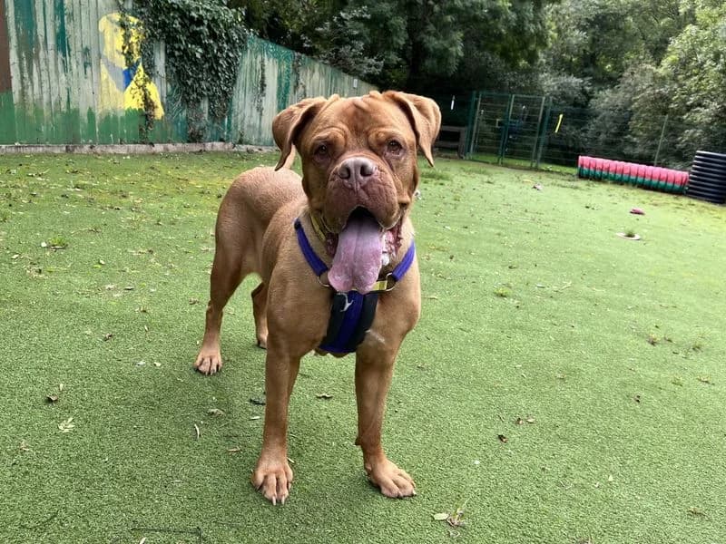 Soppy Poppy, female 7yo mixed breed for adoption at Dogs Trust Ilfracombe, Ilfracombe