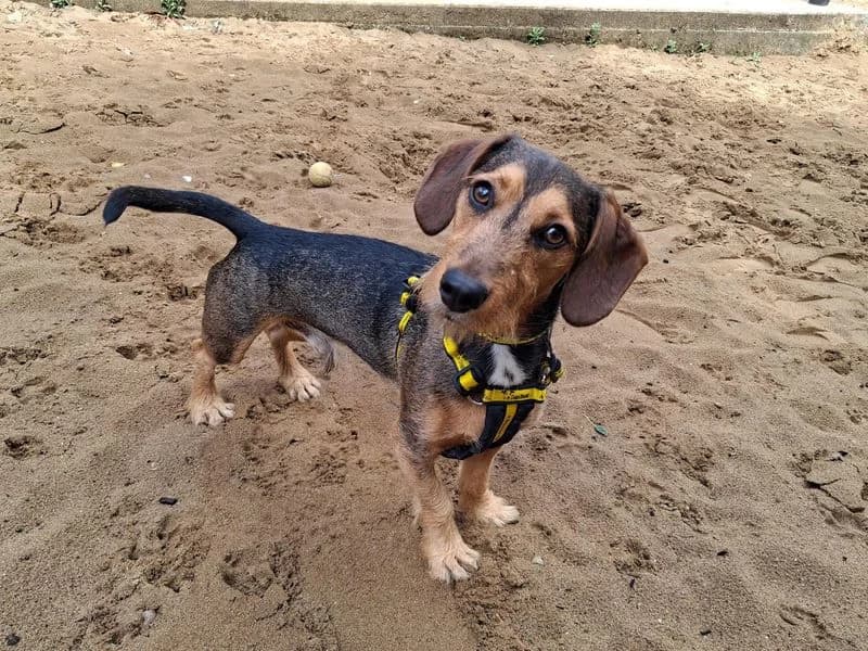 Teddy, male young mixed breed for adoption at Dogs Trust Ilfracombe, Ilfracombe