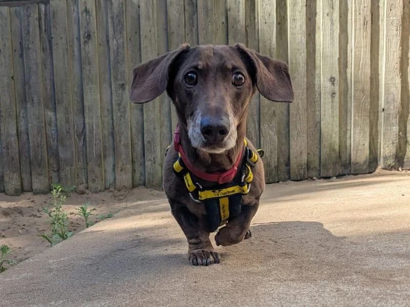 Oscar, male senior mixed breed for adoption at Dogs Trust Ilfracombe, Ilfracombe