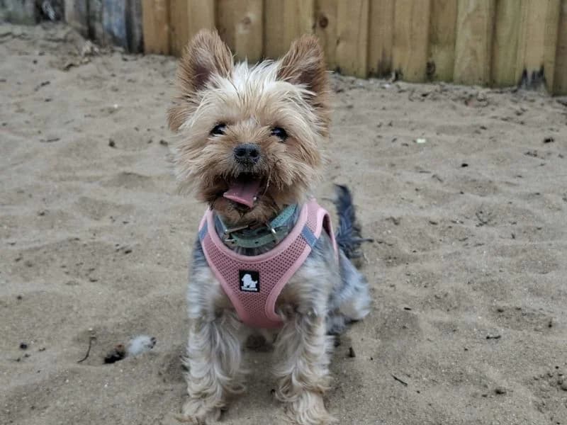 Rosey, female 7yo Yorkshire Terrier for adoption at Dogs Trust Ilfracombe, Ilfracombe