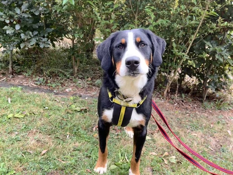 Billy 2, male puppy Bernese Mountain Dog for adoption at Dogs Trust Ilfracombe, Ilfracombe