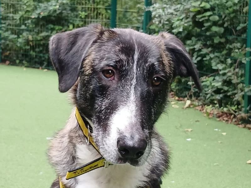 Merlin, male young Belgian Malinois for adoption at Dogs Trust Ilfracombe, Ilfracombe